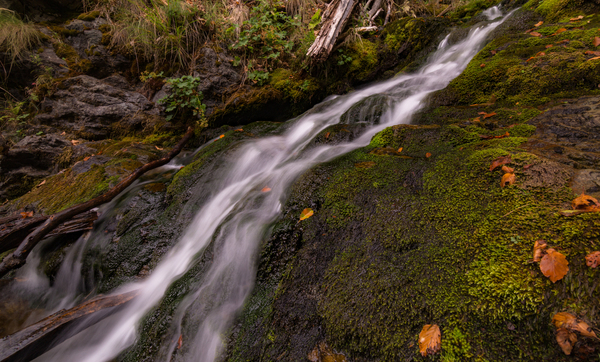 water,stream,rocks,river,outdoors,moss,leaves,creek
