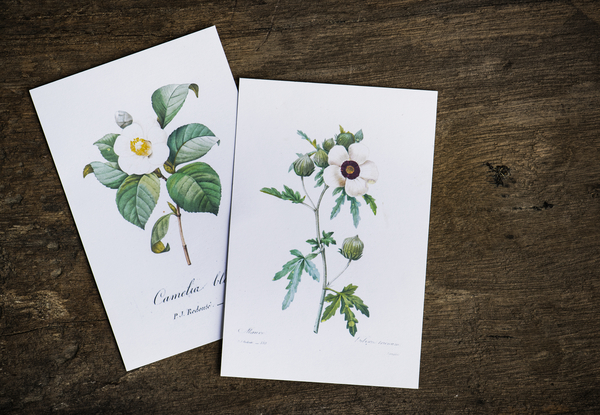 aerial,artwork,card,closeup,drawing,flat lay,flora,flowers,hand drawing,isolated,paper,wooden table,watercolor