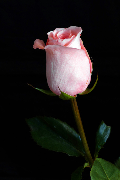 pictures of flowers,pictures of roses,photos of roses,rose pictures,rose images,pink rose images,pink roses,pink flowers,pics of roses,pinky rose,rose images,light pink roses,images of roses,rose pics,picture of a rose,rose photos