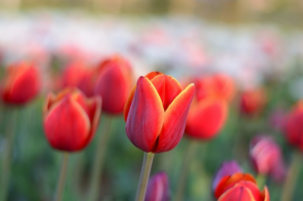 tulips,red,plants,petals,pattern,outdoors,nature,natural,leaves,growth,green,garden,flowers,flora,colors,close-up,bright,blur,blossom,blooming,bloom,beautiful