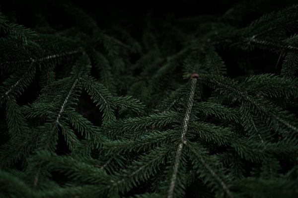 holiday,christma,winter,forest,road,sunset,plant,leafe,green,evergreen,pine,forest,tree,green,pine branch,pine needle,fir,foliage,black,nature,moody