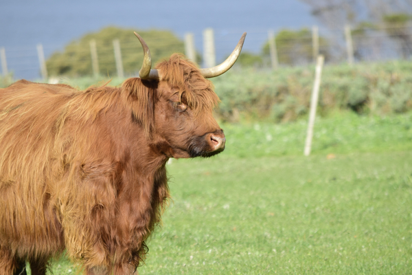 cc0,c1,highland cow,cow,horns,animal,cattle,farm,highland,nature,grass,scottish,hairy,meadow,livestock,brown,rural,countryside,green,horn,nose,fur,calf,highlander,farming,grazing,outdoor,agriculture,free photos,royalty free