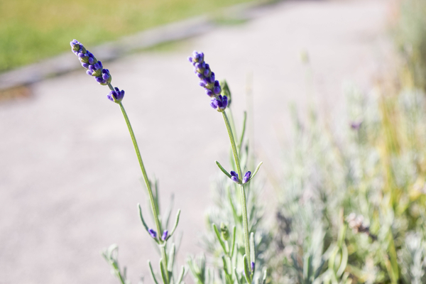 cc0,c1,lavender,flower,summer,scent,nature,plant,natural,purple,fragrance,free photos,royalty free