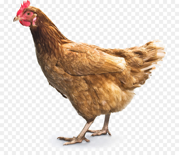 chicken,chicken curry,fried chicken,broiler,buffalo wing,chicken meat,hen,food,computer icons,poultry,fowl,junglefowl,livestock,fauna,rooster,galliformes,phasianidae,beak,feather,bird,png