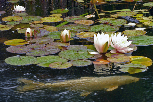 lilly pads,water,flower,lilies,pad,wet,blooming,aquatic,green,calm,peace,flower,leaf,bright,pond,summer,blossom,bloom,lotus,petals,asia,zen,waterlilly,lilly,water garden,water plant,waterlilies,background,exotic,tranquil,meditation,lily,water lily,water flower,lily pad,asian plant,oriental plant