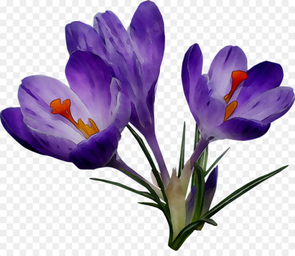 crocus,saffron,herbaceous plant,plants,flower,cretan crocus,flowering plant,tommie crocus,plant,petal,spring crocus,violet,purple,snow crocus,saffron crocus,iris family,png