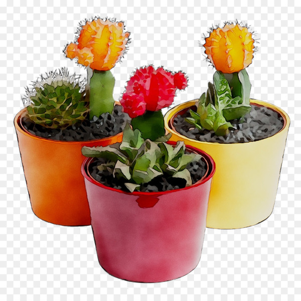 flower,flowerpot,cactus,plant,houseplant,flowering plant,thorns spines and prickles,hedgehog cactus,prickly pear,annual plant,png