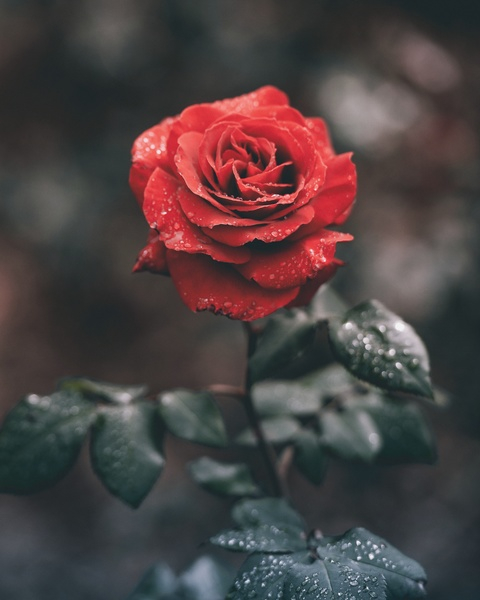 rose,red,green,leaves,nature,flower,fauna