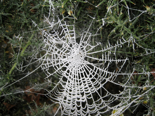 cc0,c1,web,spider,frost,white,net,free photos,royalty free