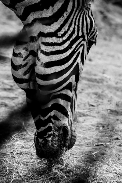 zebra,wildlife,wild animal,wild,stripes,park,outdoors,nature,mammal,herbivore,head,grass,environment,eating,close-up,black and white,big,animal photography,animal