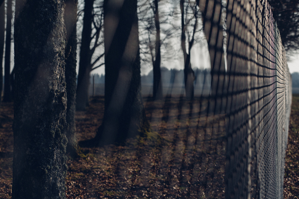 trees,outdoors,fence,chain link fence
