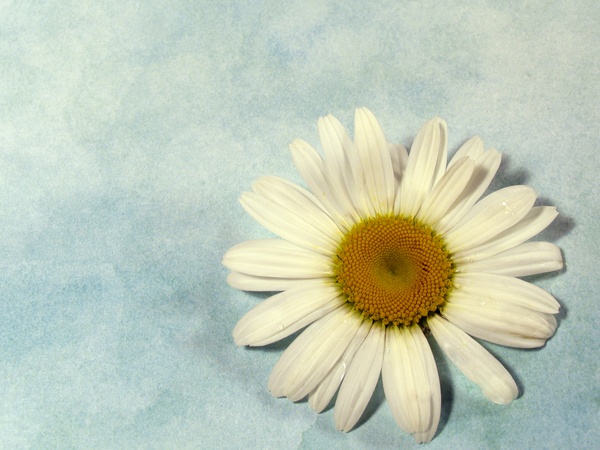 flower,daisy,flowers,daisies,floral,petals,white,background,life,living,purity,pure,fresh,freshness,backgrounds,one,single,blue,natural,nature,spring,summer,wildflower,wild,simple,simplicity,still,still-life,art,powerpoint,pastel,scene,scenes,artistic