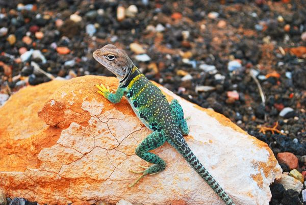 nature,clothes,suits,plastic,hanging,shipping,commerce,sales,agama,agamid,lizard