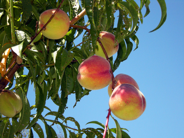 fruit,peach,nectarine,fruit tree,fruit trees,trees