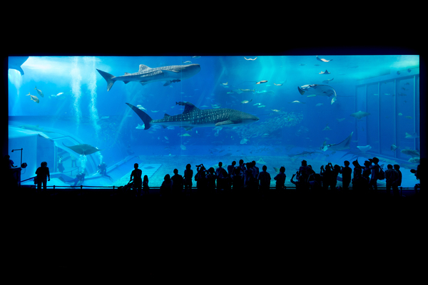 cc0,c2,aquarium,shark,okinawa,japan,fish,water,underwater,animal,swimming,life,sea,blue,nature,transparent,people,glass,marine,success,ocean,free photos,royalty free
