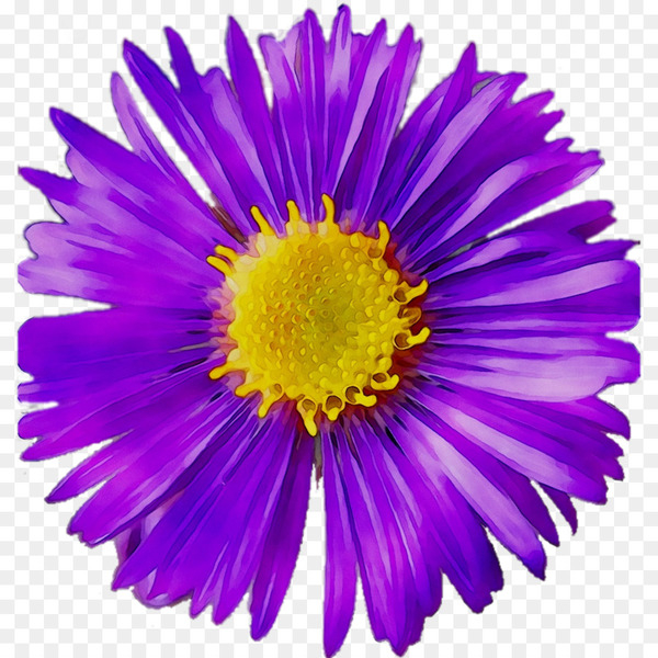 chrysanthemum,cut flowers,aster,purple,flower,flowering plant,china aster,petal,plant,yellow,violet,alpine aster,daisy family,annual plant,chamomile,gerbera,wildflower,daisy,herbaceous plant,perennial plant,pollen,png
