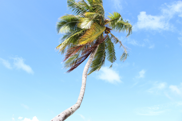 cc0,c1,maldives,palm,sky,clouds,palm leaves,summer,holiday,free photos,royalty free