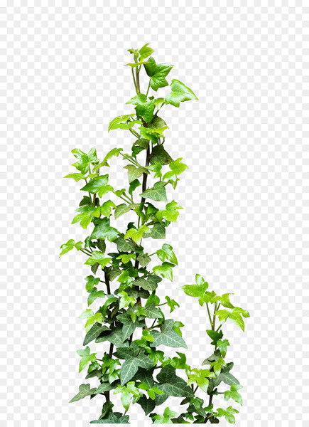 vine,plant,photography,deviantart,transparency and translucency,photoscape,evergreen,leaf,shrub,herb,flowerpot,tree,branch,plant stem,ivy,png
