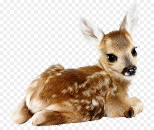 deer,reindeer,whitetailed deer,wedding invitation,infant,child,baby shower,computer,animal,canvas,wall decal,childbirth,fawn,companion dog,wildlife,tail,fur,dog breed,snout,dog like mammal,puppy,png