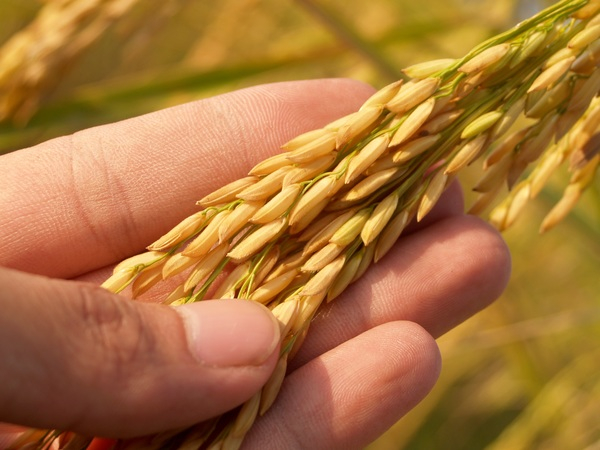 agriculture,blur,close-up,crop,fingers,food,grain,healthy,macro,nail,rice,seeds,Free Stock Photo
