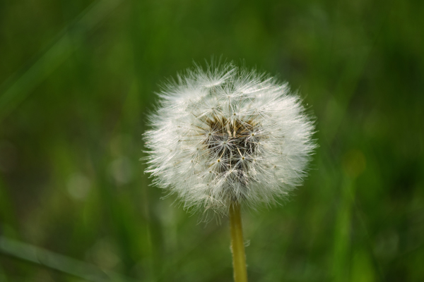 wild,weed,summer,seed,rural,outdoors,hayfield,growth,grass,garden,flower,flora,field,environment,downy,delicate,dandelion,close-up