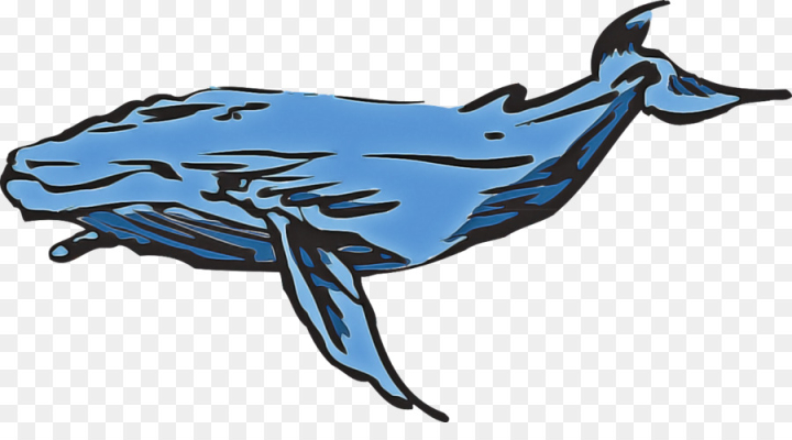 marine mammal,humpback whale,cetacea,whale,blue whale,common dolphins,fish,bowhead,sperm whale,png