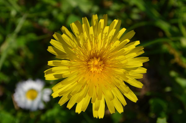 cc0,c1,dandelion,blossom,bloom,pointed flower,flower,yellow,detail,close,macro,yellow flower,nature,plant,summer,yellow flowers,free photos,royalty free
