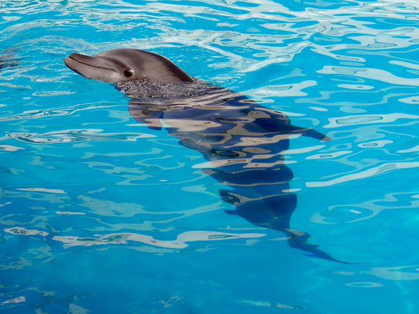 cc0,c1,dolphin,marine animal,marine mammal,free photos,royalty free