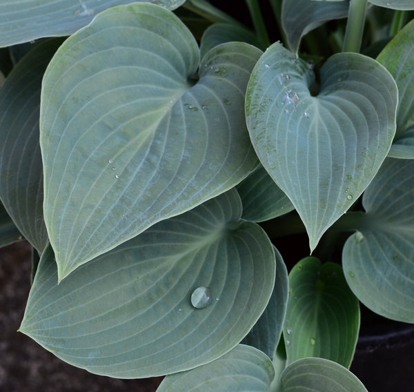 cc0,c1,hosta,green,leaf,leaves,plant,droplet,water,raindrop,free photos,royalty free