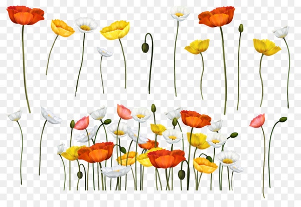 poppy,flower,painting,papaver somniferum,common poppy,art,remembrance poppy,leaf,blog,watercolor painting,botany,yellow,plant,chamomile,plant stem,wildflower,camomile,cut flowers,mayweed,coquelicot,poppy family,petal,oxeye daisy,tulip,flowering plant,png