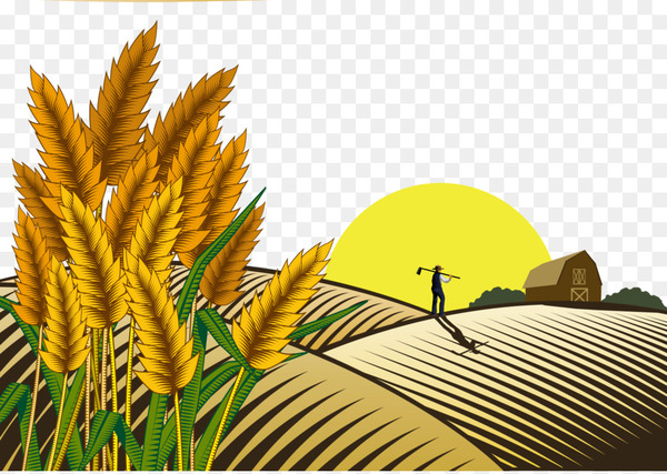 paddy field,field,oryza sativa,farmer,agriculture,drawing,rice,farm,harvest,cereal,plough,rural area,grass family,commodity,tree,stock photography,yellow,plant,computer wallpaper,line,grass,png