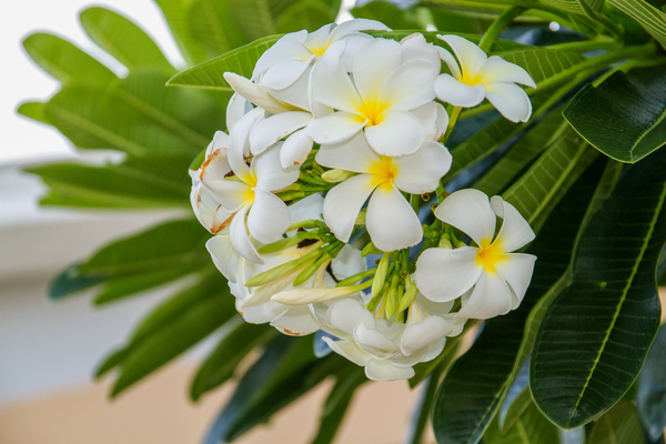 cc0,c1,flowers,frangipani,white flowers,blooms,free photos,royalty free