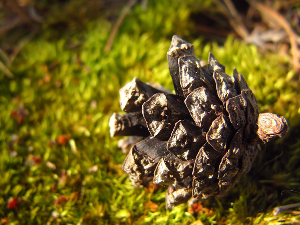 cc0,c1,pine cone,cone,macro,moss,forest,nature,wild,sunlit,focused,little,botanic,botanical,august,september,sunny,wood,warm,closeup,summer,glade,green,ground,dark green,evening,morning,close,fallen,flora,good weather,organic,ecology,day,season,small,wallpaper,single,botany,selective focus,outdoor,free photos,royalty free