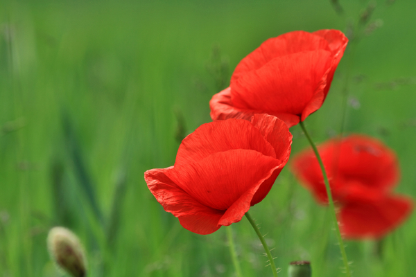 cc0,c1,poppy,flower,plant,red,nature,poppies,blooms,fields,free photos,royalty free