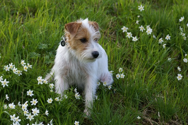 young,pet,park,mammal,looking,little,lawn,jack russell,grass,furry,fur,focus,flowers,flora,field,dog,cute,close-up,breed,blur,animal photography,animal,adorable