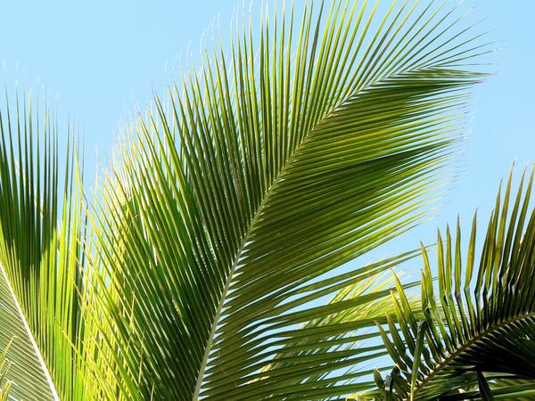 cc0,c2,tropics,palm leaf,palm,leaf,indented,holiday,green,free photos,royalty free