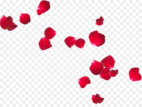 petal,flower,frans verwerft en zonen,rose,my flower,alpha compositing,desktop wallpaper,heart,love,garden roses,rose family,cut flowers,magenta,red,png