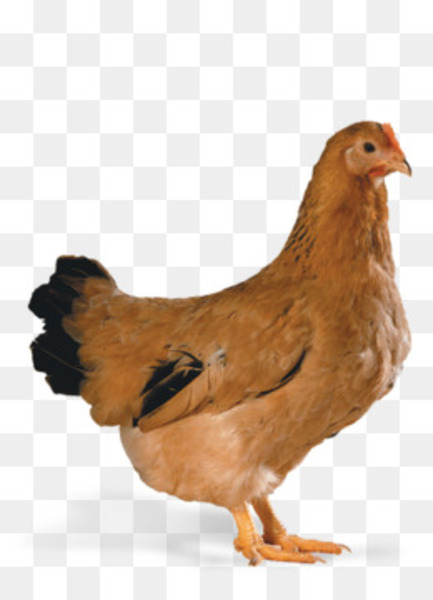 broiler,cornish chicken,poultry,chicken as food,poultry farming,meat,poultry feed,egg,galliformes,chicken breast,incubator,fowl,rooster,chicken,bird,beak,livestock,phasianidae,feather,png