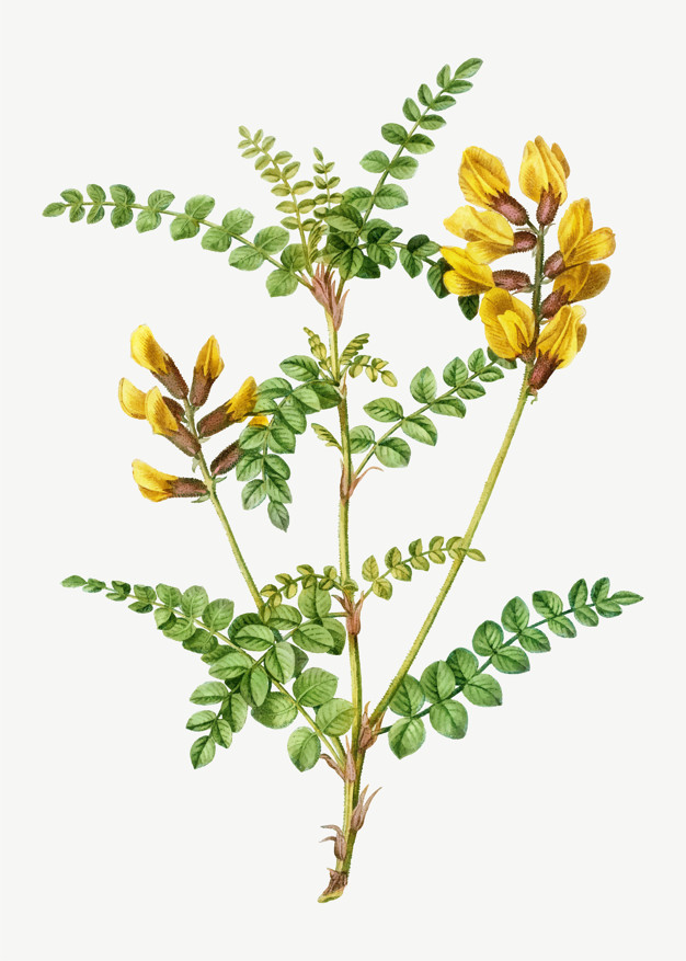 cytisus,wolgaricus,cytise du wolga,cytise,wolga,du,historic,graphite,botany,illustrated,sketching,fine art,engraved,fine,historical,artwork,engraving,arts,flora,antique,botanical,element,history,branch,painting,environment,drawing,ink,plant,sketch,yellow,pencil,tropical,graphic,art,retro,nature,leaf,floral,vintage,flower