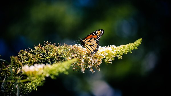 animal,butterfly,nature
