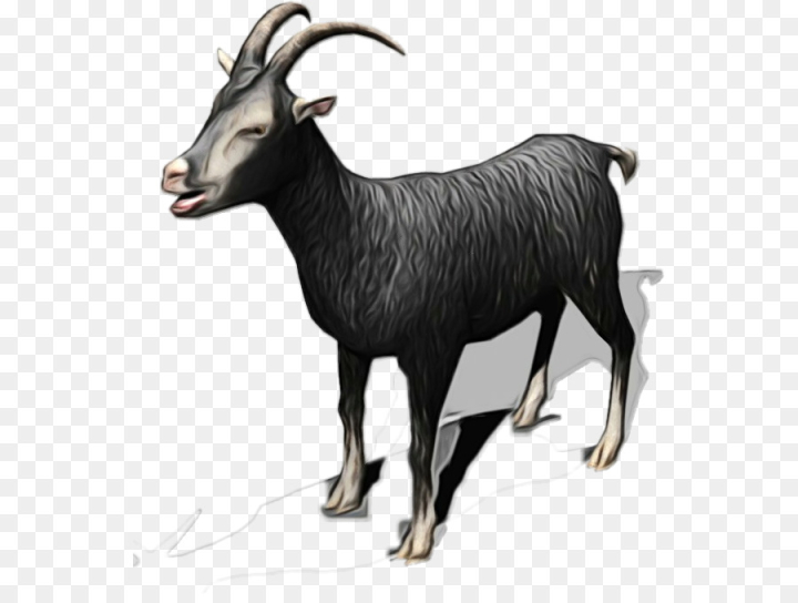 goat,chamois,cattle,mammal,fauna,wildlife,terrestrial animal,animal,goats,vertebrate,goatantelope,cowgoat family,feral goat,livestock,horn,bovine,png