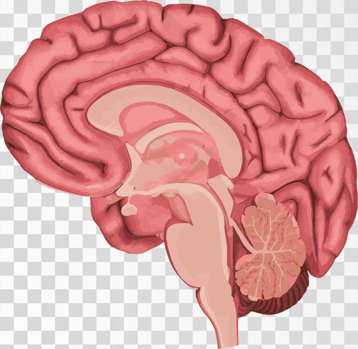 Free: Brain Png Image Human brain 