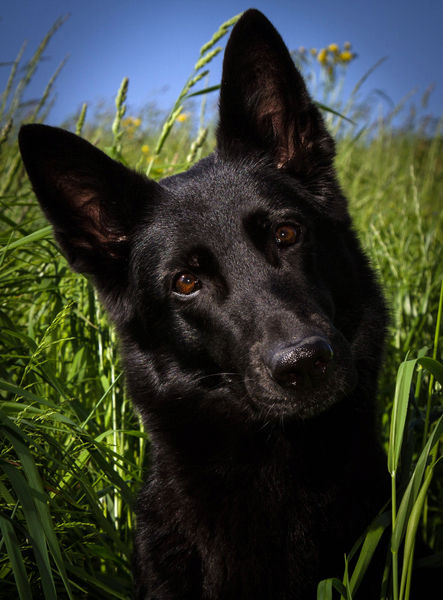 cc0,c1,dog,schäfer dog,black,german shepherd,free photos,royalty free