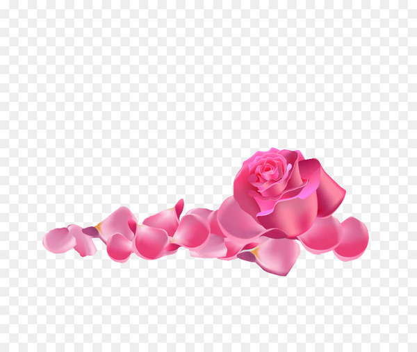 garden roses,beach rose,pink,encapsulated postscript,petal,cdr,coreldraw,color,rose,heart,flower,peach,rose order,rose family,magenta,png