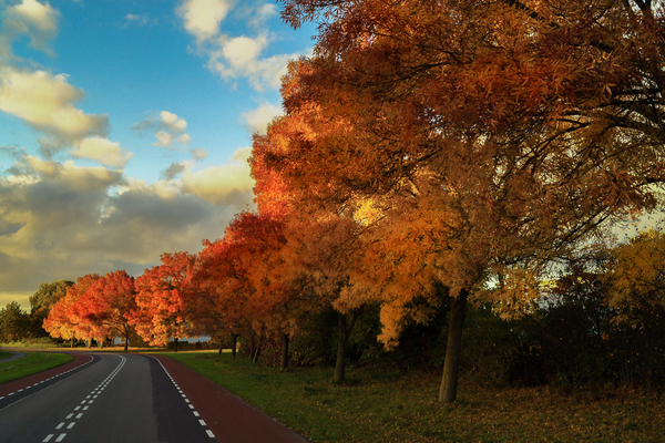 autumn,fall,trees,leaves,colors,road,sky,rural