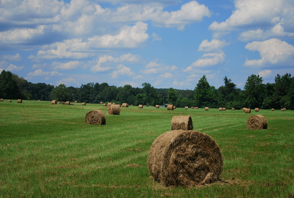 cc0,c1,field,hay bales,sky,hay,agriculture,bale,nature,landscape,farm,harvest,meadow,summer,countryside,grass,crop,farming,country,blue,scenic,green,brown,clouds,trees,hill,colorful,season,free photos,royalty free