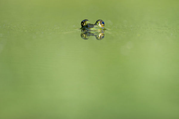 animals,frogs,amphibians,magnificent,cute,adorable,eyes,submerged,water,reflection,still,bokeh,minimalist,green