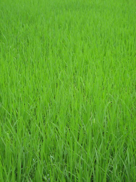green,grass,rice,paddy,field,zen,background,culture