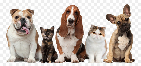 pet sitting,dog,cat,pet,veterinarian,dog walking,guinea pig,veterinary medicine,dog grooming,dog breed,dog like mammal,snout,companion dog,carnivoran,small to medium sized cats,dog breed group,cat like mammal,png