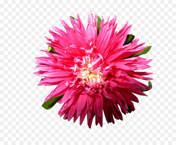 download,dahlia,android,photography,watercolor painting,desktop wallpaper,apkpure,flower,pink,flowering plant,cut flowers,aster,magenta,petal,daisy family,chrysanths,annual plant,pink family,plant,gerbera,png